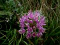 Allium lusitanicum